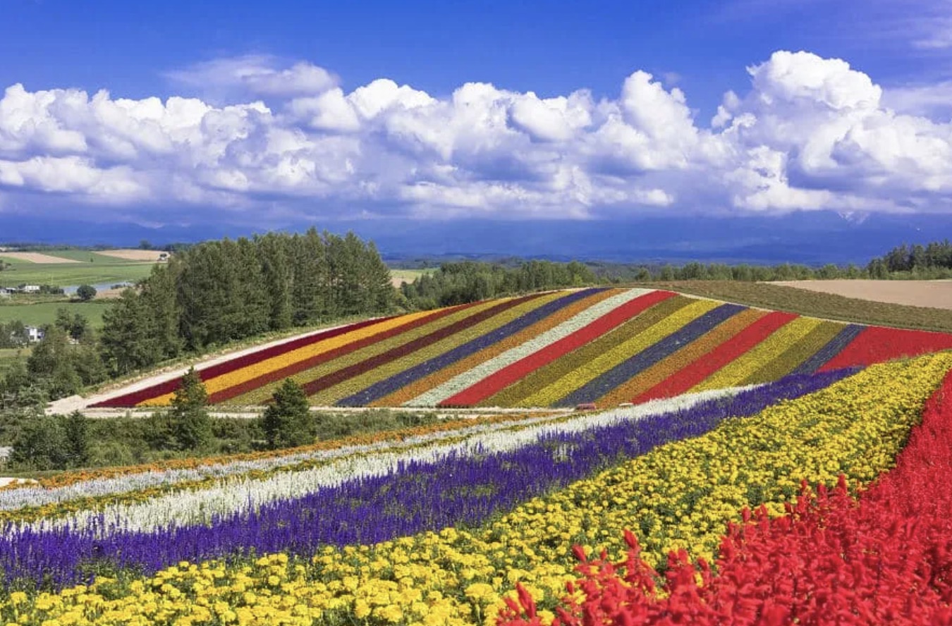富良野・美瑛 夏の花畑と牧歌風景を巡る日帰り旅